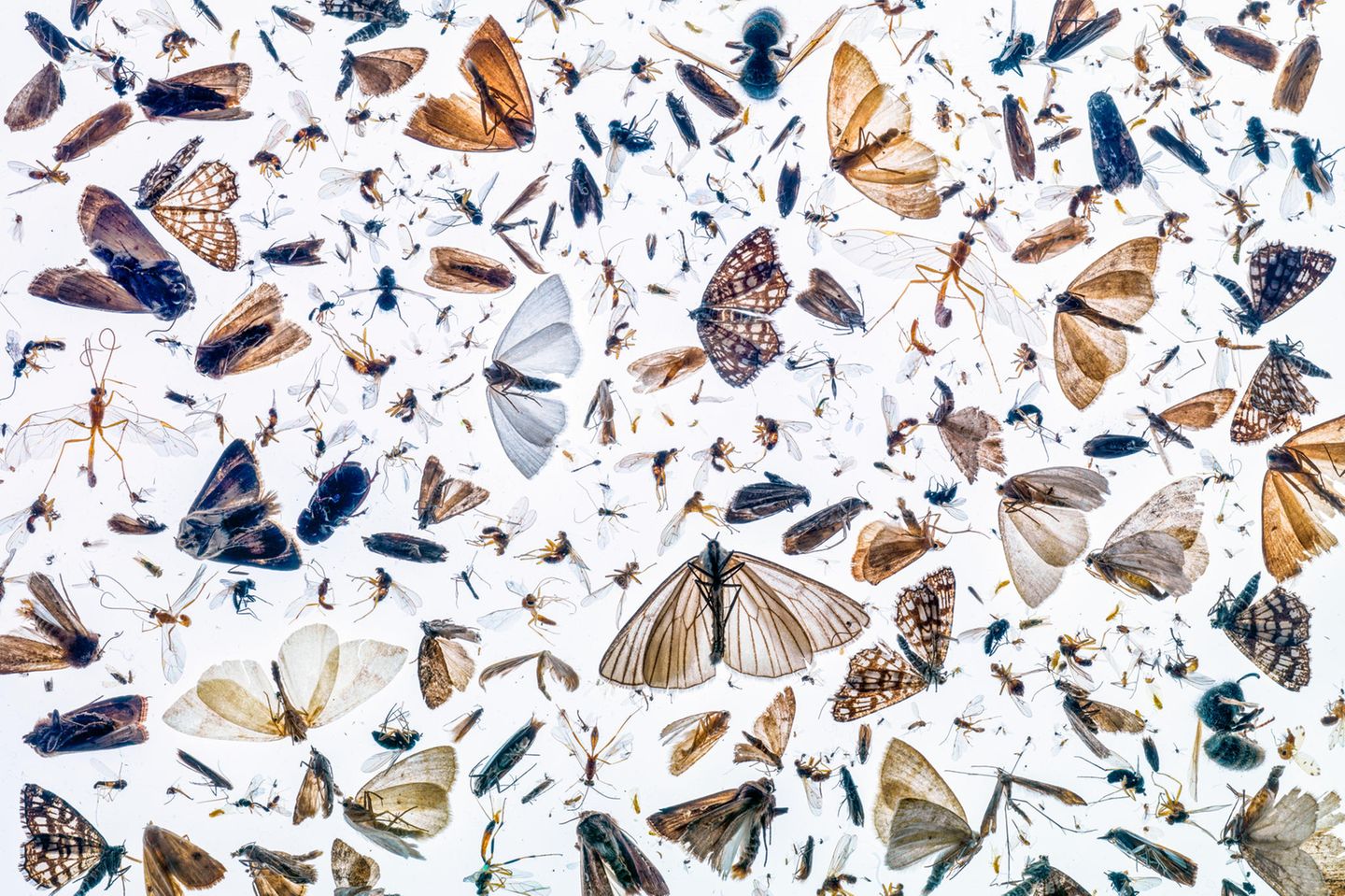 //© Pal Hermansen-Insect diversity-CUPOTY03-Insects-1st//  //CREDIT// © Pål Hermansen | cupoty.com  Insects and Overall Winner of Close-up Photographer of the Year 03  //NAME// Pål Hermansen  //TITLE// Insect Diversity  Nationality: Norwegian  Occupation: Photographer / Author / Dentist  Further information: Website: www.palhermansen.com      Pål:  ‘In the autumn of 2020, I discovered that one of the lamps on my house in Norway had a defect and had acted as a light trap for insects. I emptied the lamp and spread the contents onto a large light-table I had left over from my slide days. I used a weak flashlight to light the details from above. I wanted to express the chaos and diversity of this discovery, but also to find some kind of composition. To me, it’s a visual reminder of the important and extreme diversity of animals around us that we take for granted.’      Technical details:  Hasselblad H3D 39, Hasselblad 120mm f/4 macro, ISO 50, 8secs at f/25  Accessories: Tripod, light-table and flashlight  Post processing: Basic adjustments in Photoshop