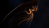 //© Juan Ahumada-Dancing in the Dark-CUPOTY03-Animals-1st//  //CREDIT// © Juan J. González Ahumada | cupoty.com  Winner: Animals  //NAME// Juan J. González Ahumada   //TITLE// Dancing in the Dark  Nationality Spanish  Occupation Official  Further information: Website: www.jjgahumada.com, Instagram: jjgahumada      Juan:  ‘This opilione (harvestman or daddy long legs) moves along a dry branch in a small hollow created by a landslip on the hillside of Sierra Blanca, Andalusia. These creatures are blind and use their front legs to guide themselves in the dark. With little space to move, I managed to light the subject from behind and used a 20 second exposure to capture the movement of its long legs.’      Technical details:  Canon EOS 6D, Canon 100mm f/2.8 Macro, ISO 160, 20sec at f/6.3  Accessories: Tripod and flashlight  Post processing: Minor cropping in Lightroom