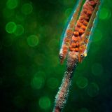 //© Enrico Somogyi-Gobys with Eggs-CUPOTY03-Underwater-3rd//  //CREDIT// © Enrico Somogyi | cupoty.com  3rd Place Underwater  //NAME// Enrico Somogyi  //TITLE// Gobys with Eggs  Nationality German  Occupation Caterer  Further information: Instagram: enricosomogyi, Facebook: enrico.somogyi      Enrico:  ‘This picture was taken in Anilao, Phillippines in 2017. A pair of gobys are sitting on a whip coral protecting their eggs. For the bubble bokeh I used a manual Meyer Optik Trioplan Lens, which is famous for this effect.’      Technical details:  Olympus E-PL6, Meyer Optik Trioplan 50mm, ISO 200, 1/320sec at f/4  Accessories: Archon V10 flashlight, DIY Snoot, structured acyl glass, Inon UCL165 Macro Wetlens  Post processing: Basic adjustments in Lightroom