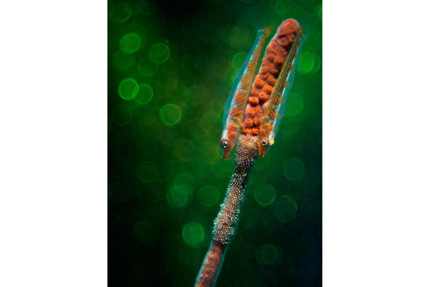 //© Enrico Somogyi-Gobys with Eggs-CUPOTY03-Underwater-3rd//  //CREDIT// © Enrico Somogyi | cupoty.com  3rd Place Underwater  //NAME// Enrico Somogyi  //TITLE// Gobys with Eggs  Nationality German  Occupation Caterer  Further information: Instagram: enricosomogyi, Facebook: enrico.somogyi      Enrico:  ‘This picture was taken in Anilao, Phillippines in 2017. A pair of gobys are sitting on a whip coral protecting their eggs. For the bubble bokeh I used a manual Meyer Optik Trioplan Lens, which is famous for this effect.’      Technical details:  Olympus E-PL6, Meyer Optik Trioplan 50mm, ISO 200, 1/320sec at f/4  Accessories: Archon V10 flashlight, DIY Snoot, structured acyl glass, Inon UCL165 Macro Wetlens  Post processing: Basic adjustments in Lightroom