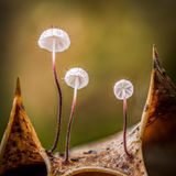 //© Barry Webb-Holly Parachutes-CUPOTY03-Plants-1st//  //CREDIT// © Barry Webb | cupoty.com  Winner: Plants & Fungi  //NAME// Barry Webb  //TITLE// Holly Parachute  Nationality British  Occupation Gardener / Photographer  Further information: Website: www.barrywebbimages.co.uk, Instagram: barrywebbimages      Barry:  ‘Last December, while cutting the hedge in my garden, I spotted what I thought were slime moulds, growing on this dead holly leaf. On closer inspection, I noticed amazing spikes coming out of the cap of these small, rare, Holly Parachute fungi, Marasmius hudsonii. I took the holly leaf into my greenhouse, out of the wind, and then spent some time carefully arranging moss behind, to create a pleasant background. I deliberately chose a composition using the pointed edges of the holly leaf as a frame and to echo the spikes of the little fungi. This is a 42 shot focus stack, combined in Zerene Stacker.’      Technical details:  Olympus OMD E-M1 Mark II, Olympus M.Zuiko Digital ED 60mm f/2.8 Macro, ISO 200, 1/10sec at f/4  Accessories: Gitzo Explorer tripod and cable release  Post processing: Zerene Stacker and basic adjustments in Lightroom and Photoshop