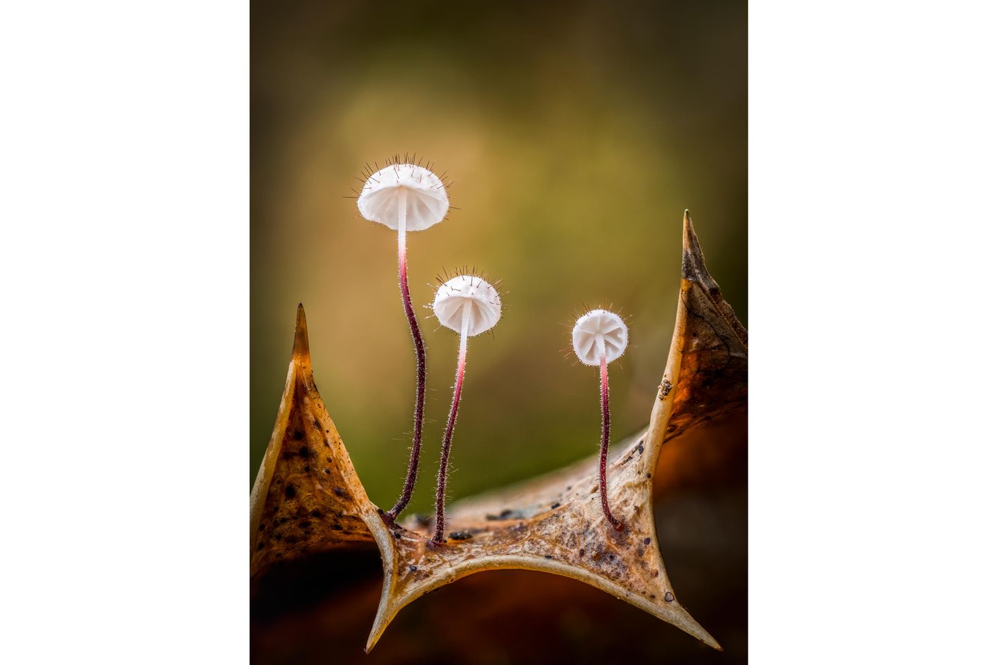 //© Barry Webb-Holly Parachutes-CUPOTY03-Plants-1st//  //CREDIT// © Barry Webb | cupoty.com  Winner: Plants & Fungi  //NAME// Barry Webb  //TITLE// Holly Parachute  Nationality British  Occupation Gardener / Photographer  Further information: Website: www.barrywebbimages.co.uk, Instagram: barrywebbimages      Barry:  ‘Last December, while cutting the hedge in my garden, I spotted what I thought were slime moulds, growing on this dead holly leaf. On closer inspection, I noticed amazing spikes coming out of the cap of these small, rare, Holly Parachute fungi, Marasmius hudsonii. I took the holly leaf into my greenhouse, out of the wind, and then spent some time carefully arranging moss behind, to create a pleasant background. I deliberately chose a composition using the pointed edges of the holly leaf as a frame and to echo the spikes of the little fungi. This is a 42 shot focus stack, combined in Zerene Stacker.’      Technical details:  Olympus OMD E-M1 Mark II, Olympus M.Zuiko Digital ED 60mm f/2.8 Macro, ISO 200, 1/10sec at f/4  Accessories: Gitzo Explorer tripod and cable release  Post processing: Zerene Stacker and basic adjustments in Lightroom and Photoshop