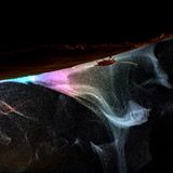 // © Bernhard Schubert-Magic Spores-CUPOTY03-Insects-3rd//  //CREDIT// © Bernhard Schubert | cupoty.com  3rd Place: Insects  //NAME// Bernhard Schubert  //TITLE// Magic Spores  Nationality Austrian  Occupation Student  Further information: Website: www.bernhardschubert.com, Instagram: bernhardschubertphoto, Facebook: bernhardschubertphoto      Bernhard:  ‘I observed and captured this scene during a night hike in the tropics of Borneo. A bracket fungus releases masses of spores, which causes the refraction of light while a cockroach feeds. I never observed this phenomenon before and I was compelled to capture it in all its beauty.’      Technical details:  Canon EOS 5D IV, Tamron 35mm DI VC 1.8, ISO 800 1/200secs at f/16  Accessories: External flash  Post processing: Basic adjustments in Lightroom