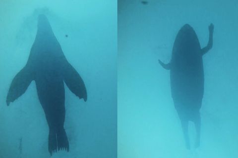 Ansicht von unten - links: eine Robbe, rechts: ein Mensch auf einem Surfbrett