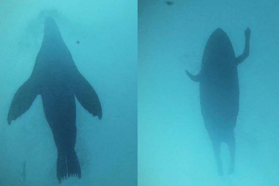 Ansicht von unten - links: eine Robbe, rechts: ein Mensch auf einem Surfbrett