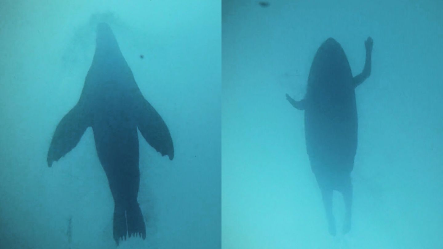 Ansicht von unten - links: eine Robbe, rechts: ein Mensch auf einem Surfbrett