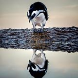 "Ein kleiner Pinguin mustert erstaunt und neugierig sein Spiegelbild in einem Gezeitentümpel am Rande des Atlantiks."      Kamera: Canon 7D f 5,6 t 1/500 ISO. 640