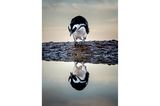 "Ein kleiner Pinguin mustert erstaunt und neugierig sein Spiegelbild in einem Gezeitentümpel am Rande des Atlantiks."      Kamera: Canon 7D f 5,6 t 1/500 ISO. 640