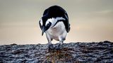 "Ein kleiner Pinguin mustert erstaunt und neugierig sein Spiegelbild in einem Gezeitentümpel am Rande des Atlantiks."      Kamera: Canon 7D f 5,6 t 1/500 ISO. 640