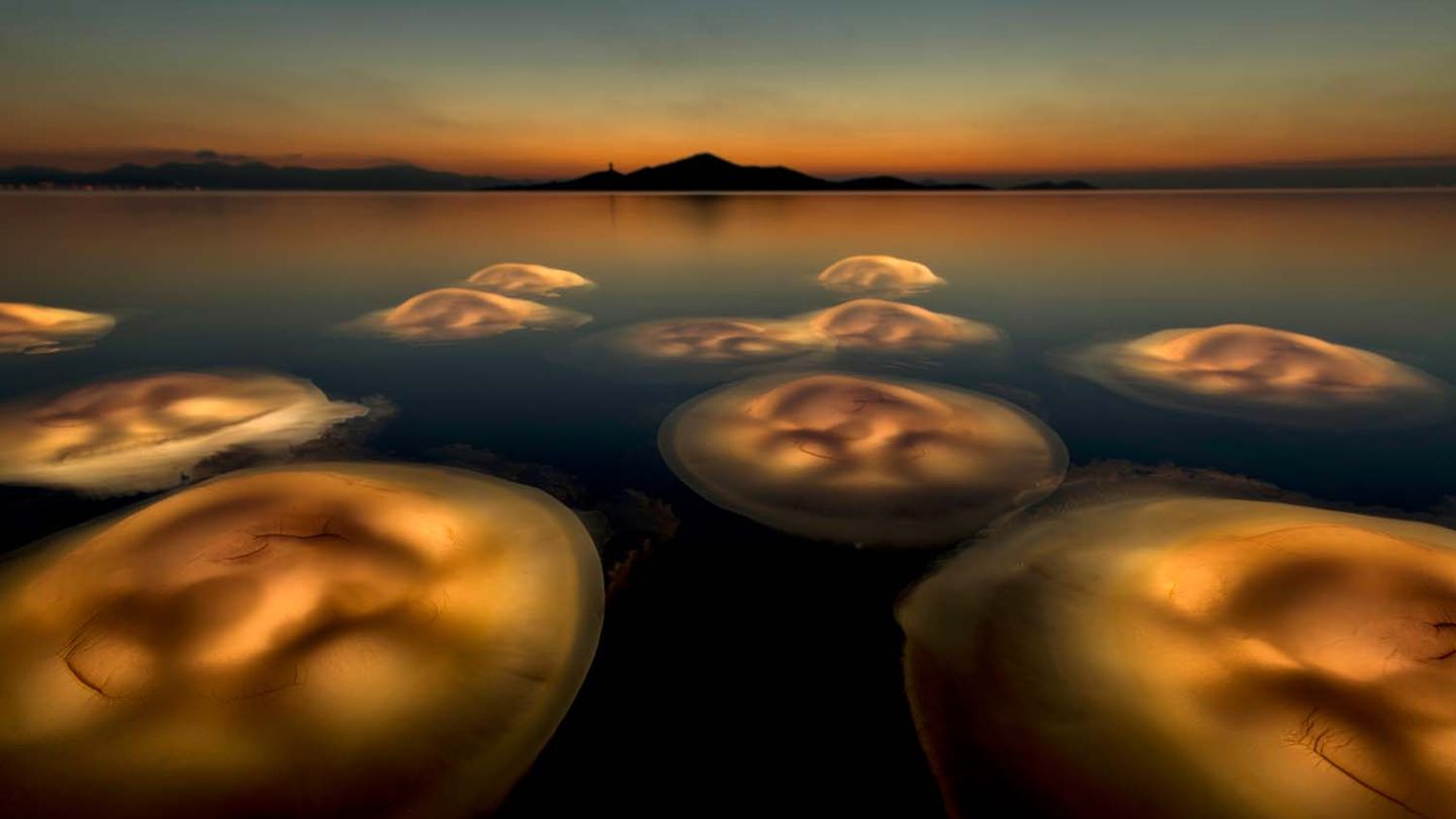 Ballett der Medusen