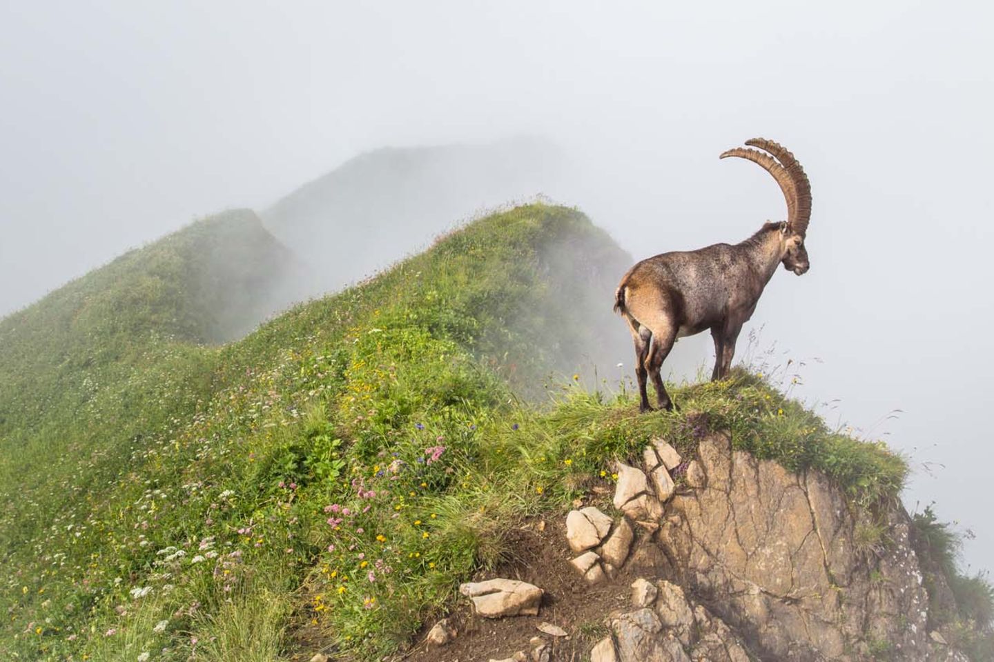 Kategorie "Fritz Pölking Jugendpreis" Alpeinsteinbock