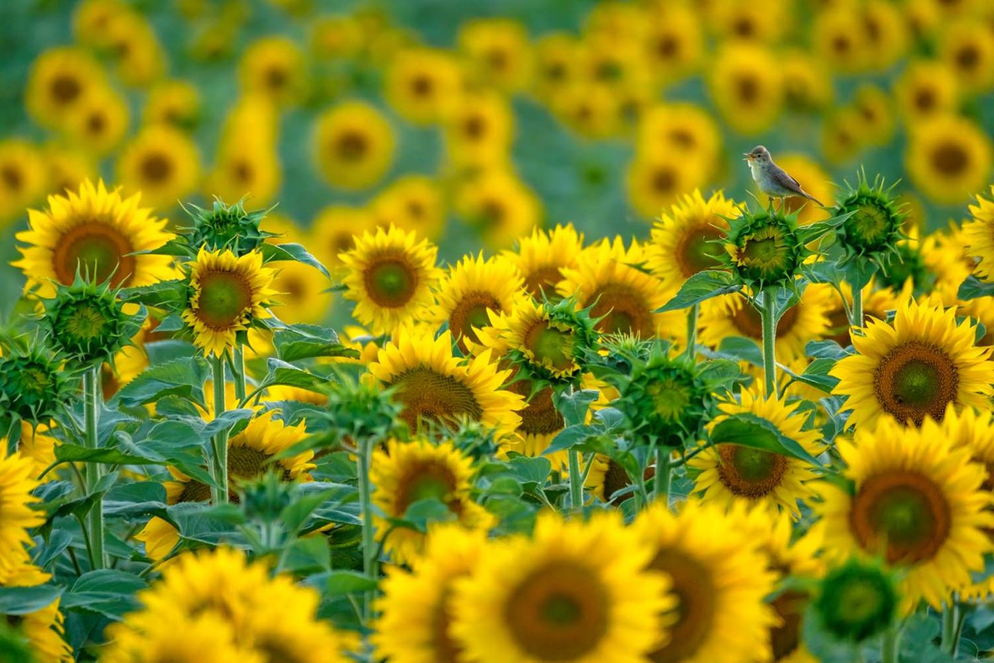Kategorie "Jugend bis 14 Jahre" Blumen