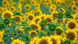 Blumen