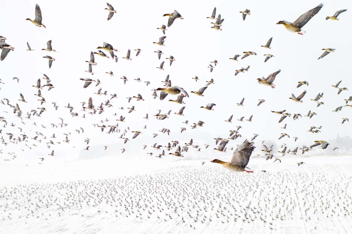 Kategorie "Vögel" Vogelzug