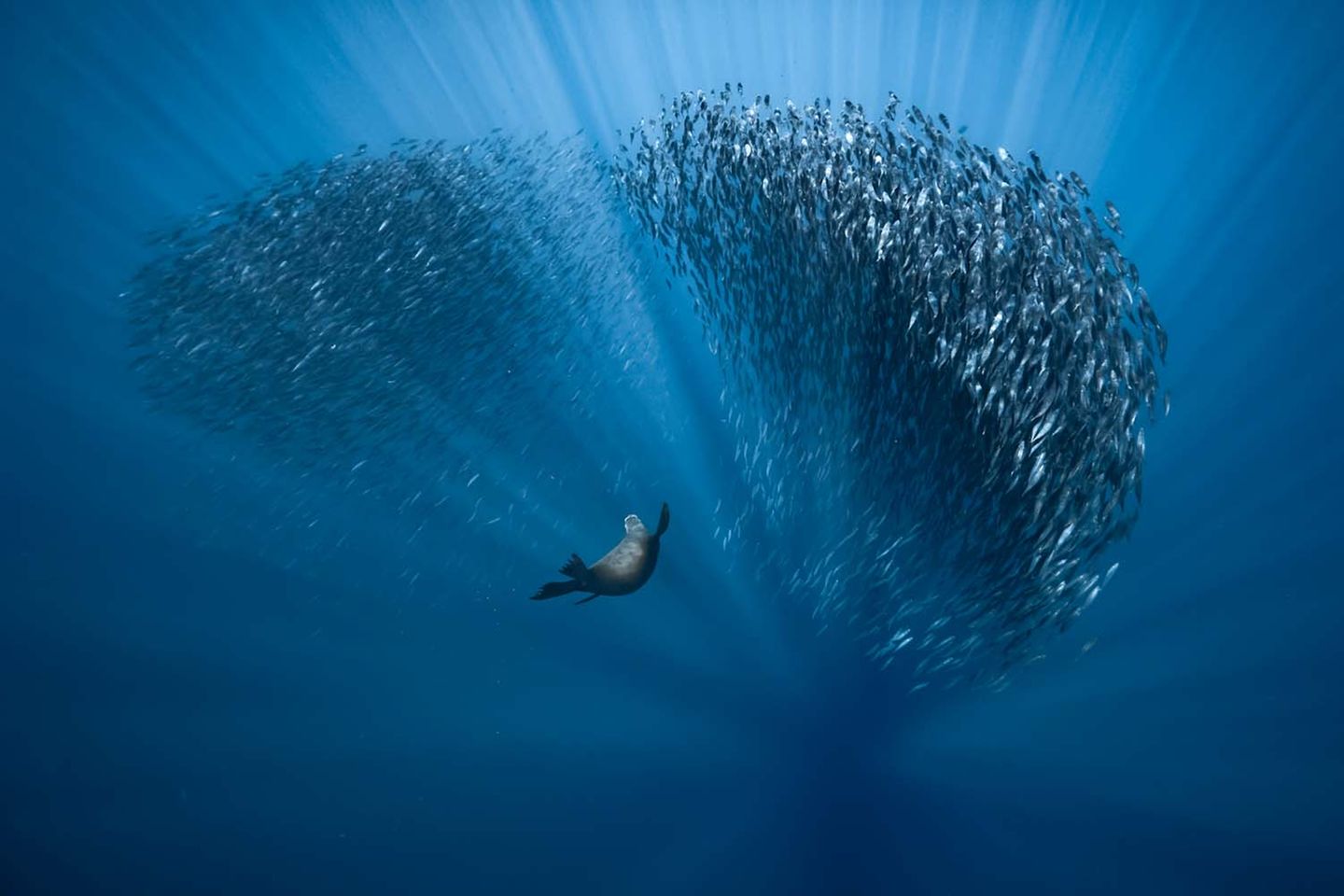 Kategorie "Unterwasserwelt" GdT, Unterwasser