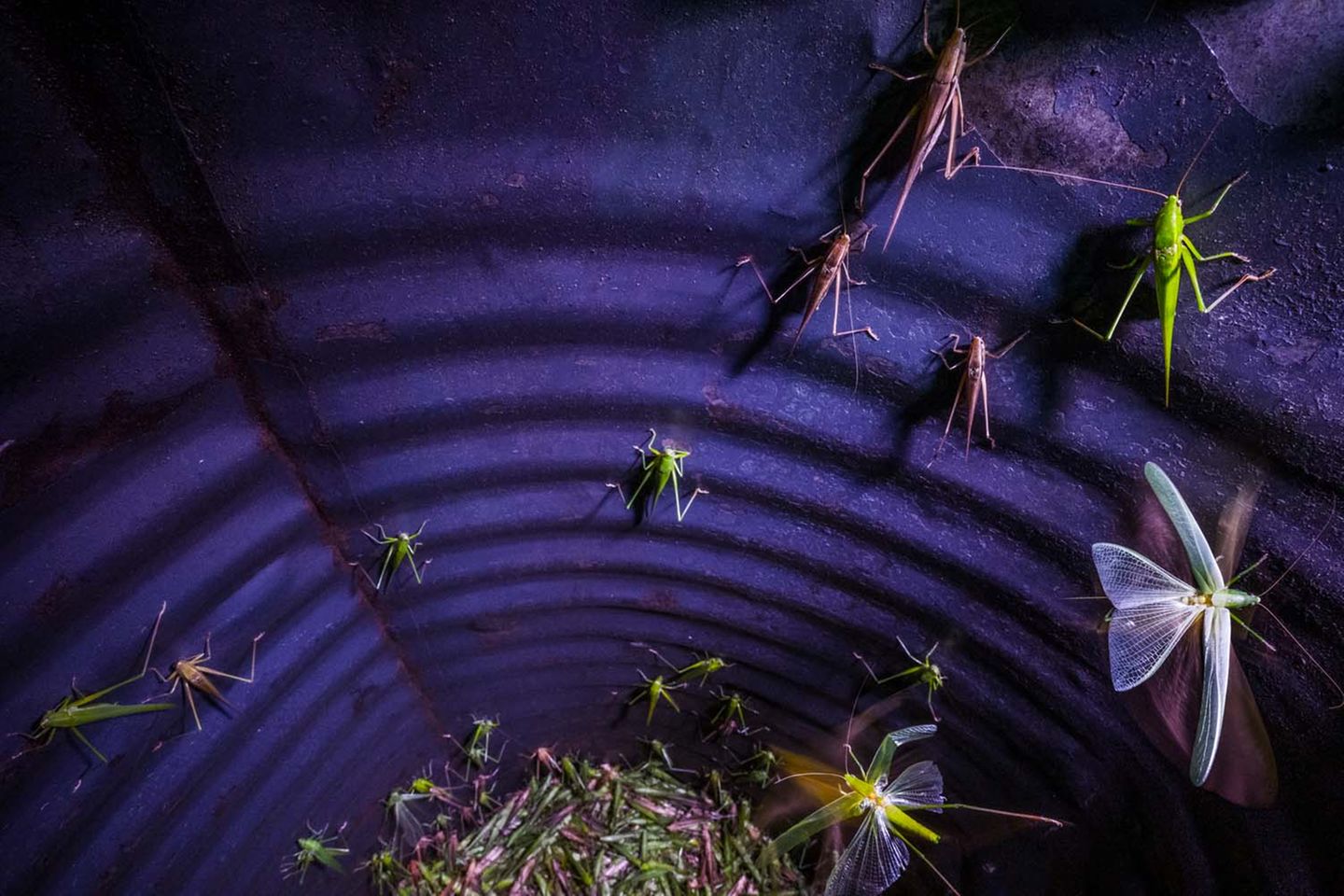 Kategorie "Fritz Pölking Preis" Heuschrecken