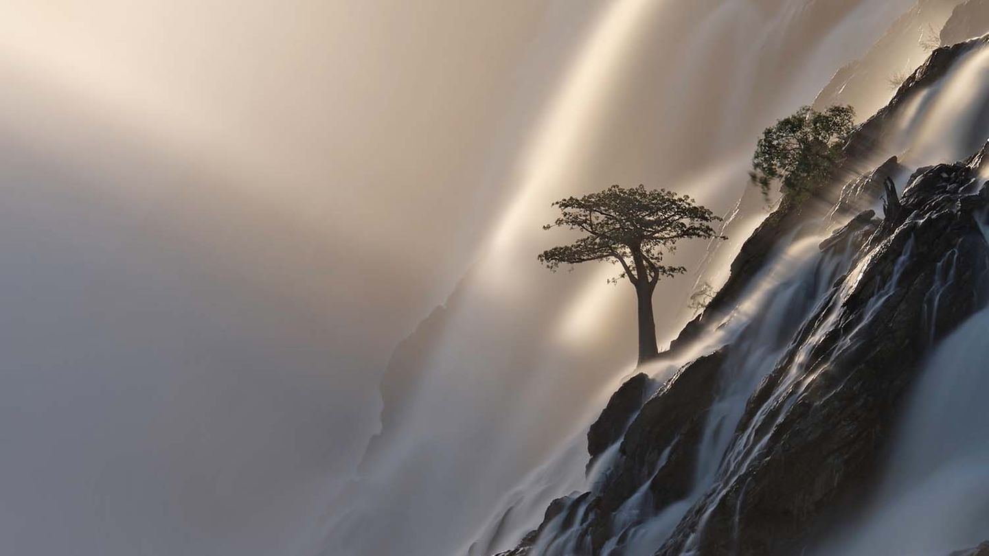 Baobab-Baum