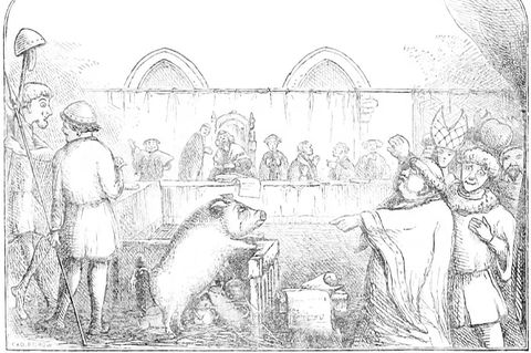 1457 wurde im französischen Lavigny eine Sau angeklagt, ein Kind ermordet zu haben – und schuldig gesprochen. Ob das Schwein aber wirklich in einen Gerichtssaal gebracht wurde, wie diese Illustration aus dem 19. Jahrhundert nahelegt, gilt als fragwürdig