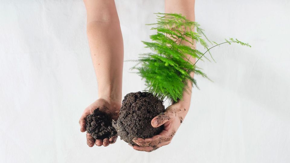 Kokedama: Baut einen Hängegarten für euer Zimmer!