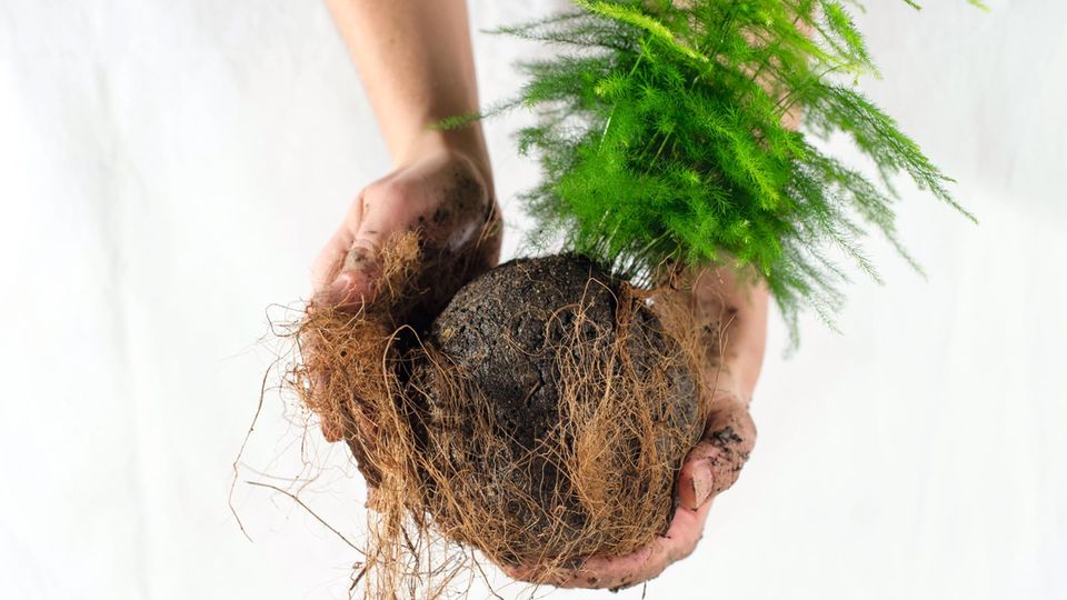 Kokedama: Baut einen Hängegarten für euer Zimmer!
