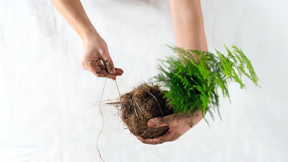 Kokedama: Baut einen Hängegarten für euer Zimmer!