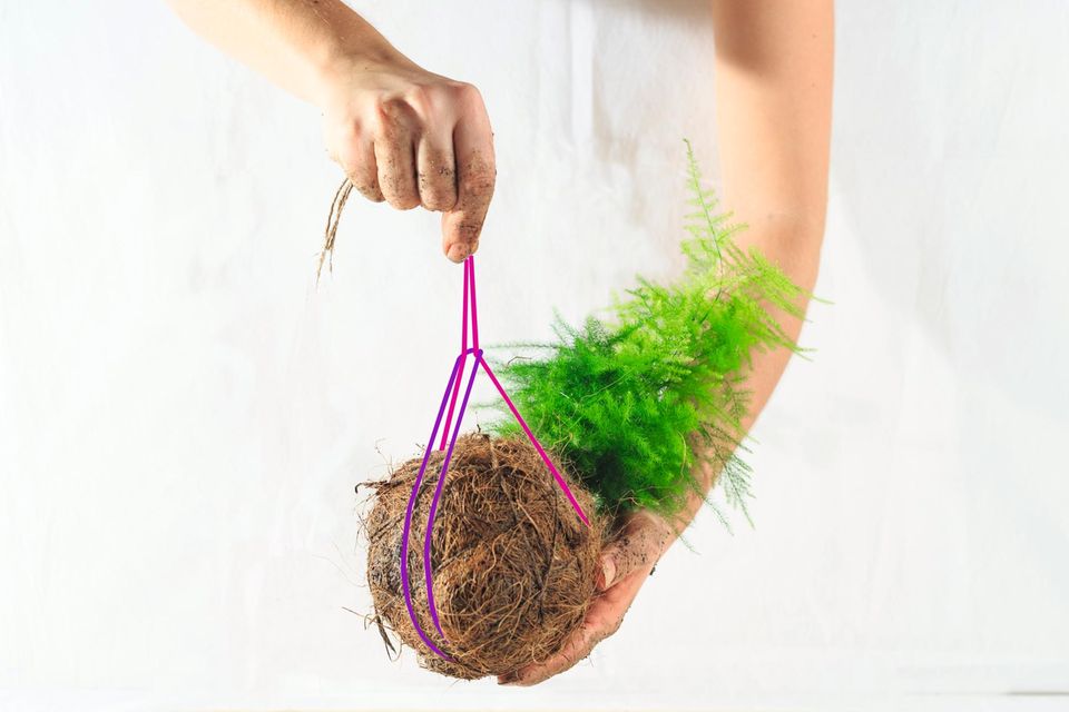 Kokedama: Baut einen Hängegarten für euer Zimmer! Kokedama: Baut einen Hängegarten für euer Zimmer!