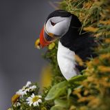 02.11.2021      "Nachdenklicher Puffin beobachtet die Wellen."      Ort: Latrabjarg Island  Kamera: Canon R Sigma 150-600  Mehr Fotos von Darja Goldschmidt