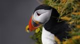 02.11.2021      "Nachdenklicher Puffin beobachtet die Wellen."      Ort: Latrabjarg Island  Kamera: Canon R Sigma 150-600  Mehr Fotos von Darja Goldschmidt