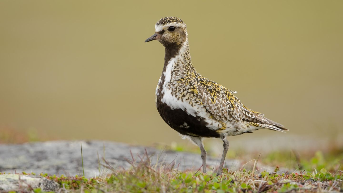 Der Goldregenpfeifer gilt in Deutschland als vom Aussterben bedroht. Nach dem Willen Macrons hätte er in Frankreich gefangen werden dürfen
