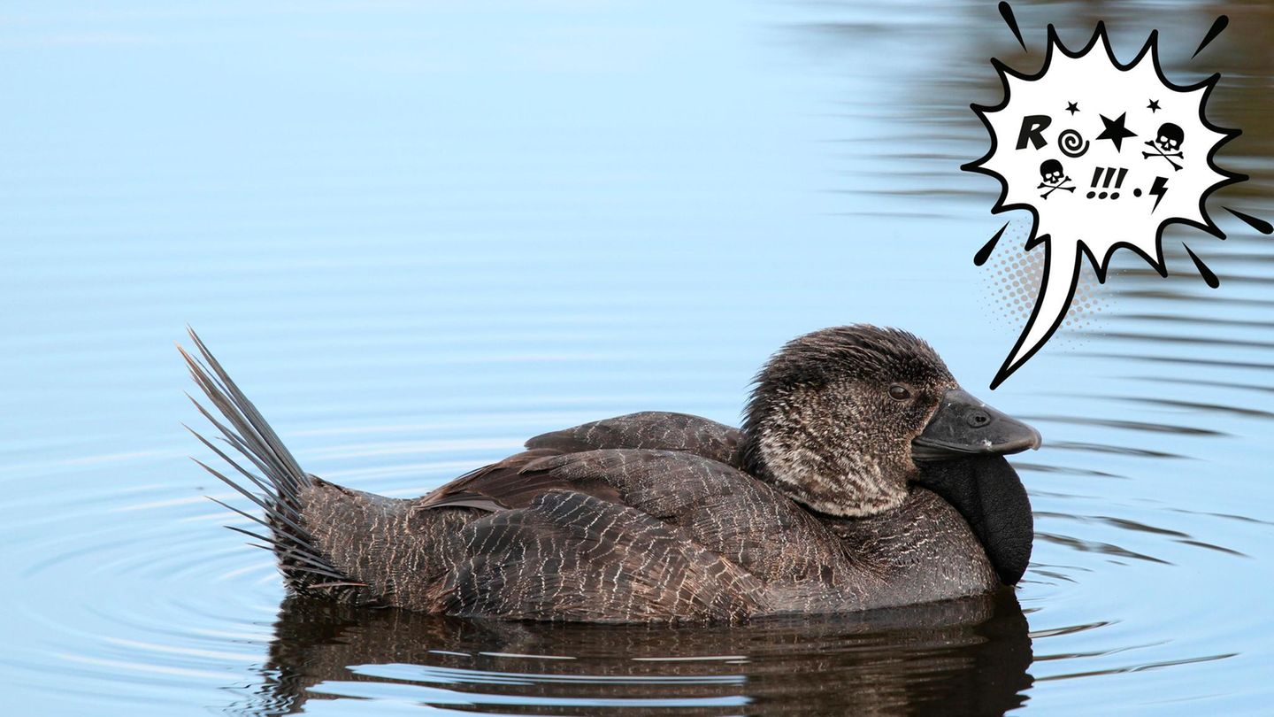 Tiere: Können Enten fluchen?