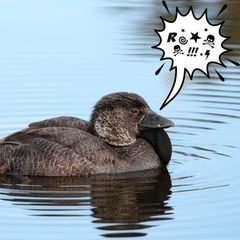 Tiere: Können Enten fluchen?