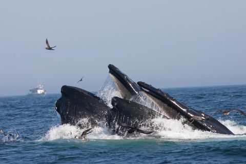 Buckelwale filtern mit ihren Barten Krebstiere und kleine Fische aus dem Meerwasser