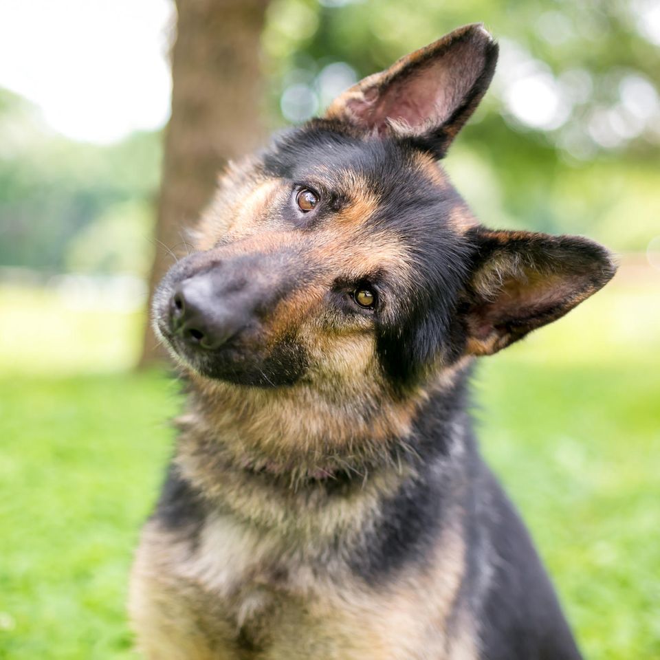 Hund neigt den Kopf