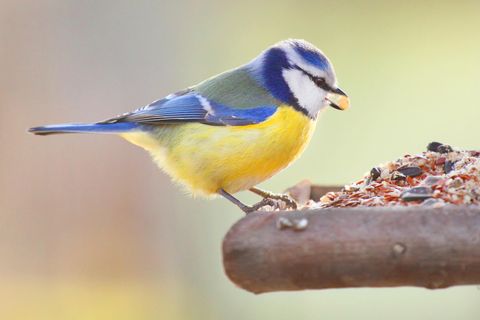 Blaumeise (Cyanistes caeruleus) frisst an einer Futterstelle