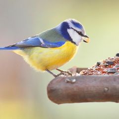Blaumeise (Cyanistes caeruleus) frisst an einer Futterstelle