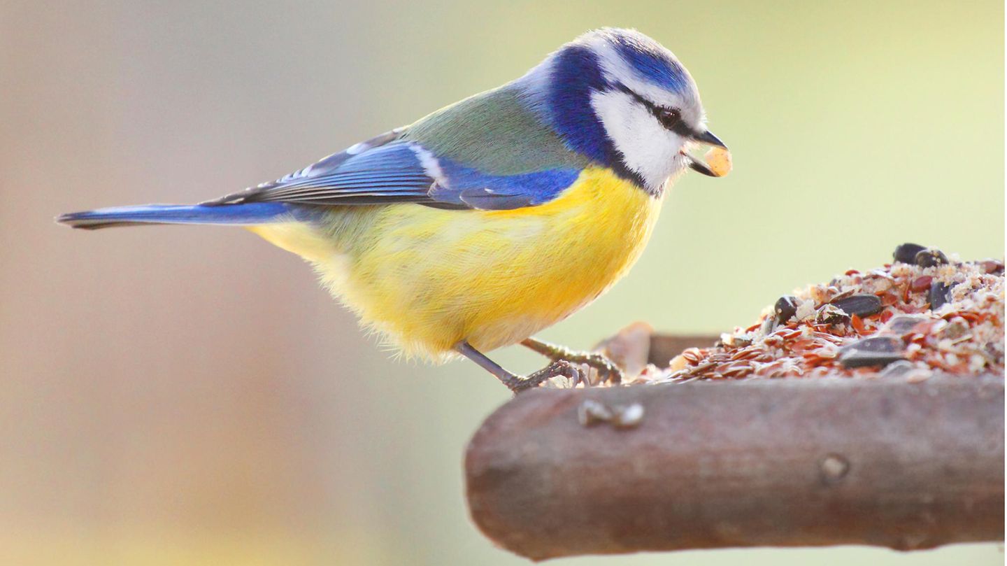 Blaumeise (Cyanistes caeruleus) frisst an einer Futterstelle