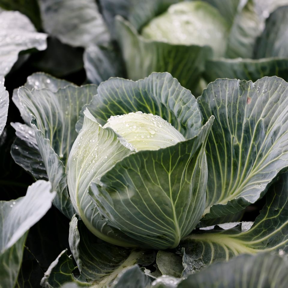 Kohl im Gemüsebeet