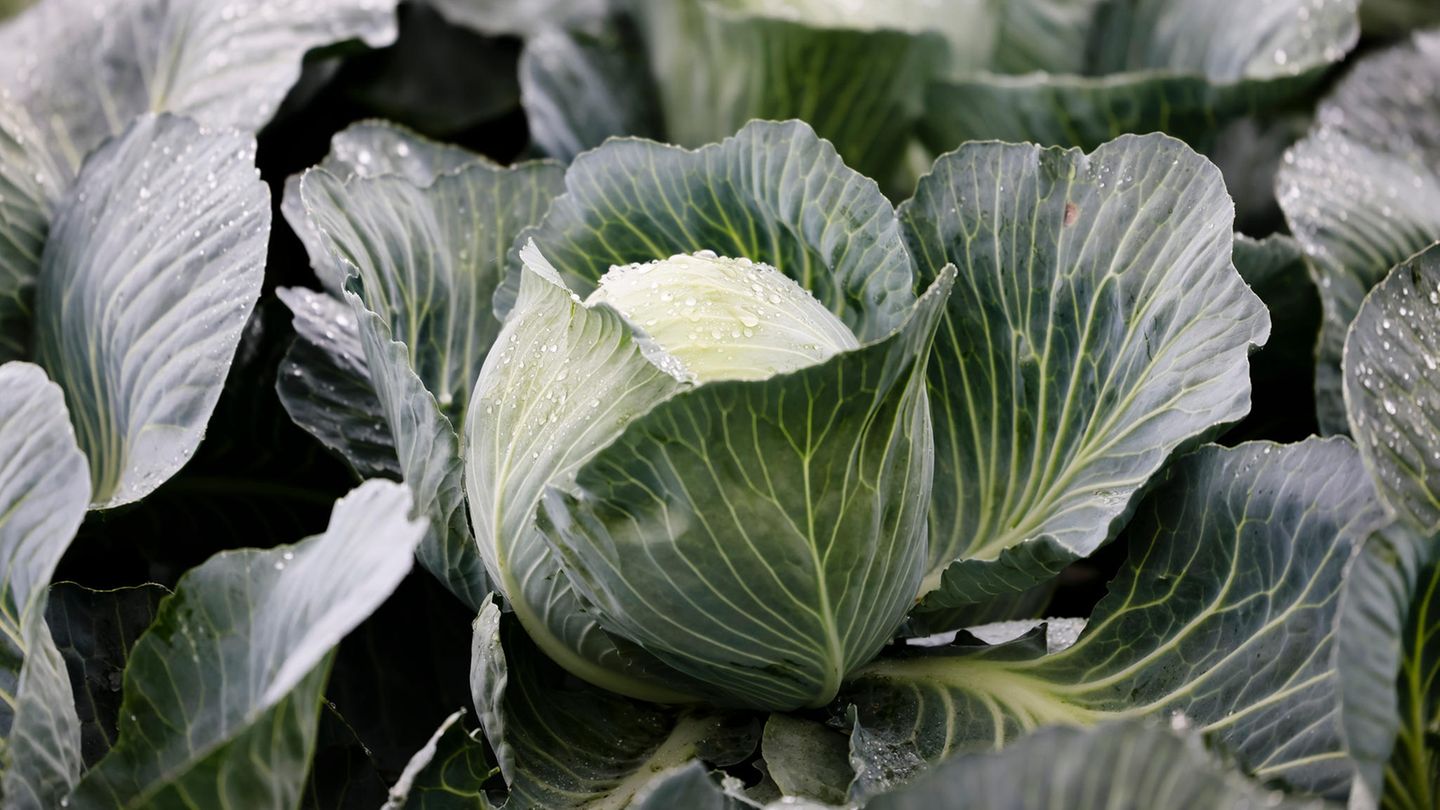 Kohl im Gemüsebeet