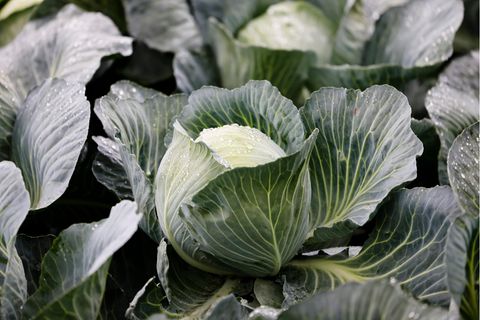 Kohl im Gemüsebeet