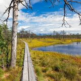 Viru Bog Trail im Lahemaa Nationalpark
