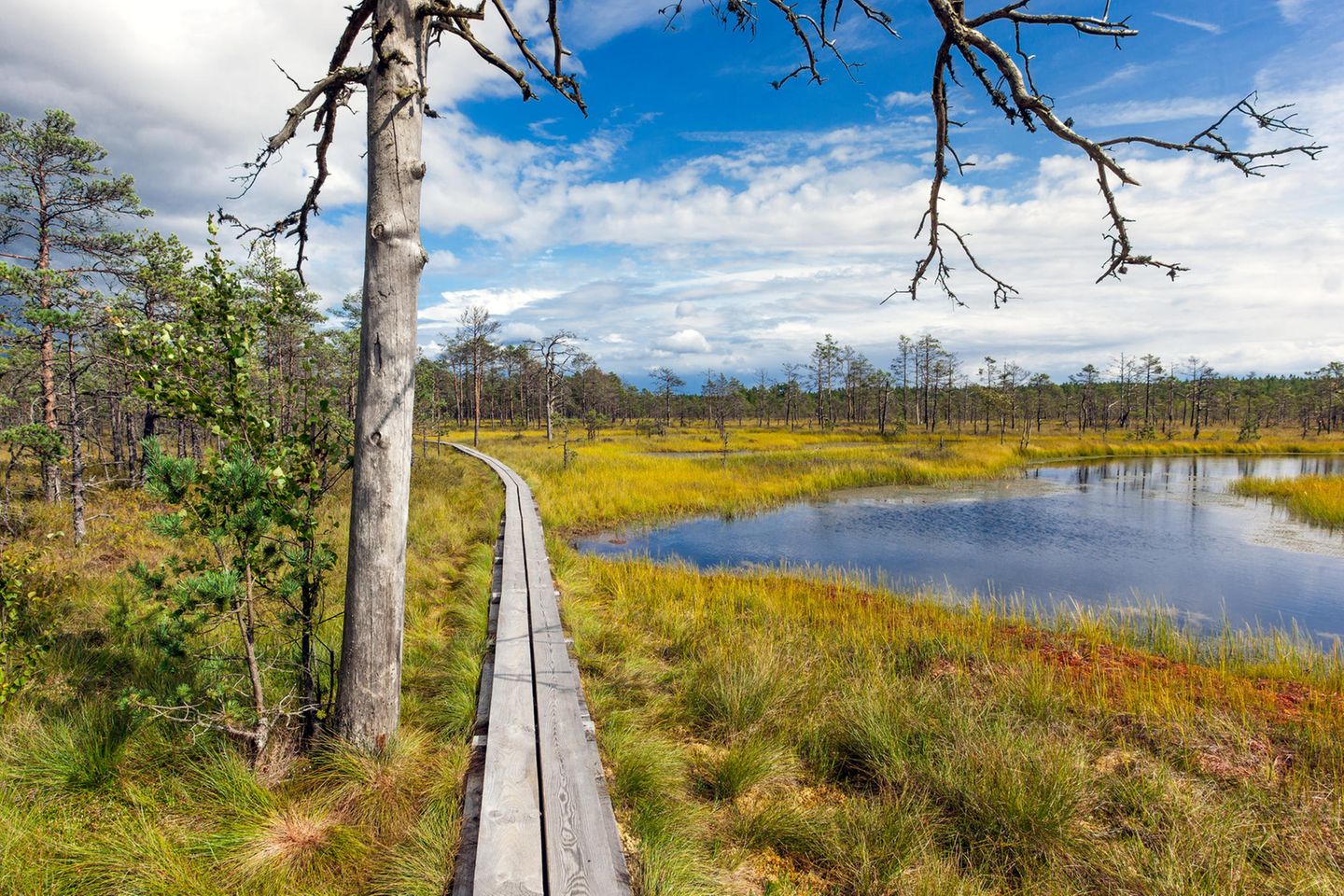 Für wen lohnt sich der Besuch besonders?  Viru Bog Trail im Lahemaa Nationalpark