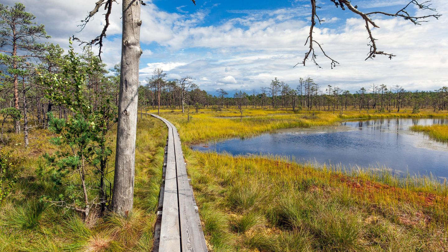 Für wen lohnt sich der Besuch besonders? Viru Bog Trail im Lahemaa Nationalpark
