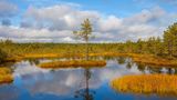 Pinie auf einer Mini-Insel im Lahemaa Nationalpark, Estland