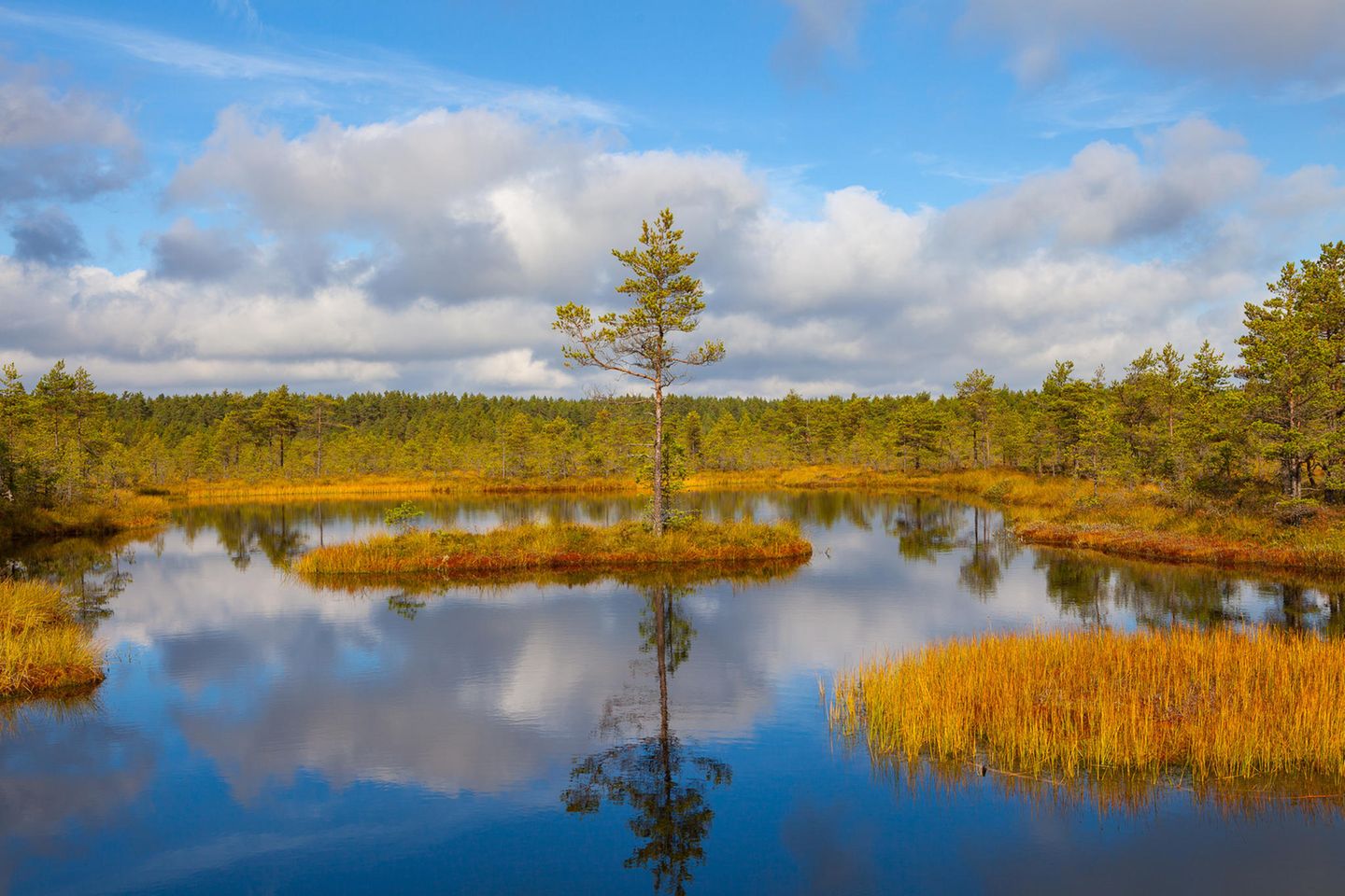 Pinie auf einer Mini-Insel im Lahemaa Nationalpark, Estland