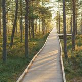 Weg durch das Moor bei Sonnenaufgang im Lahemaa Nationalpark