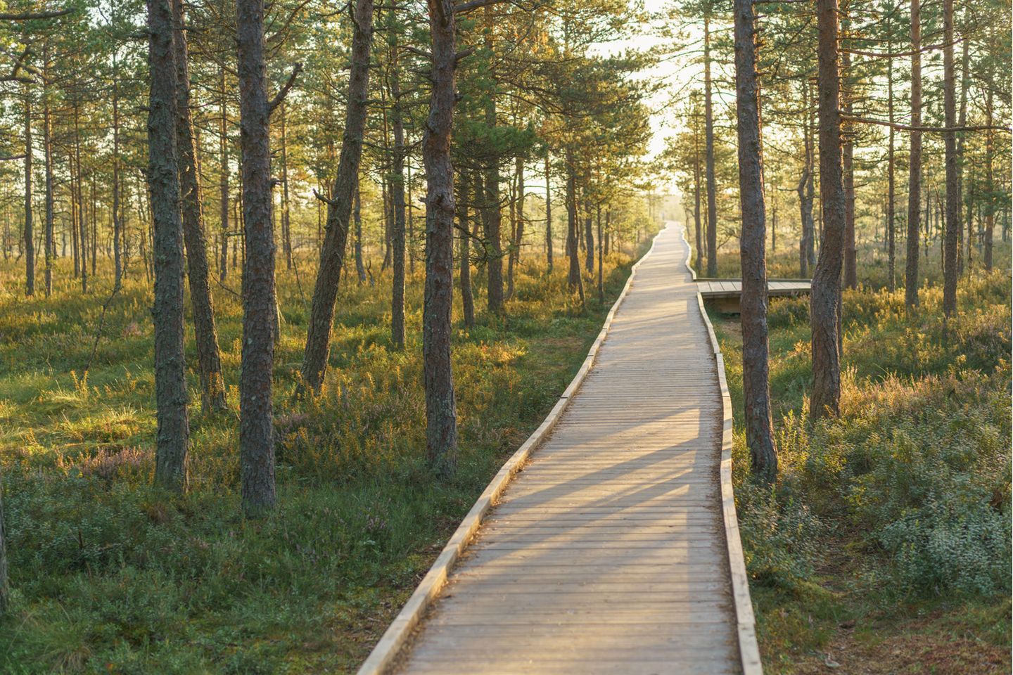 Was sollte man auf keinen Fall verpassen?  Weg durch das Moor bei Sonnenaufgang im Lahemaa Nationalpark