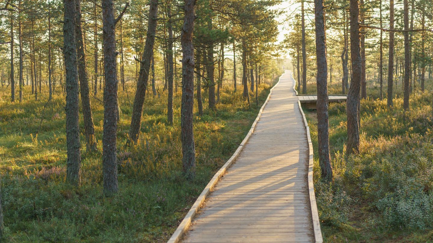 Was sollte man auf keinen Fall verpassen? Weg durch das Moor bei Sonnenaufgang im Lahemaa Nationalpark