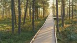 Weg durch das Moor bei Sonnenaufgang im Lahemaa Nationalpark