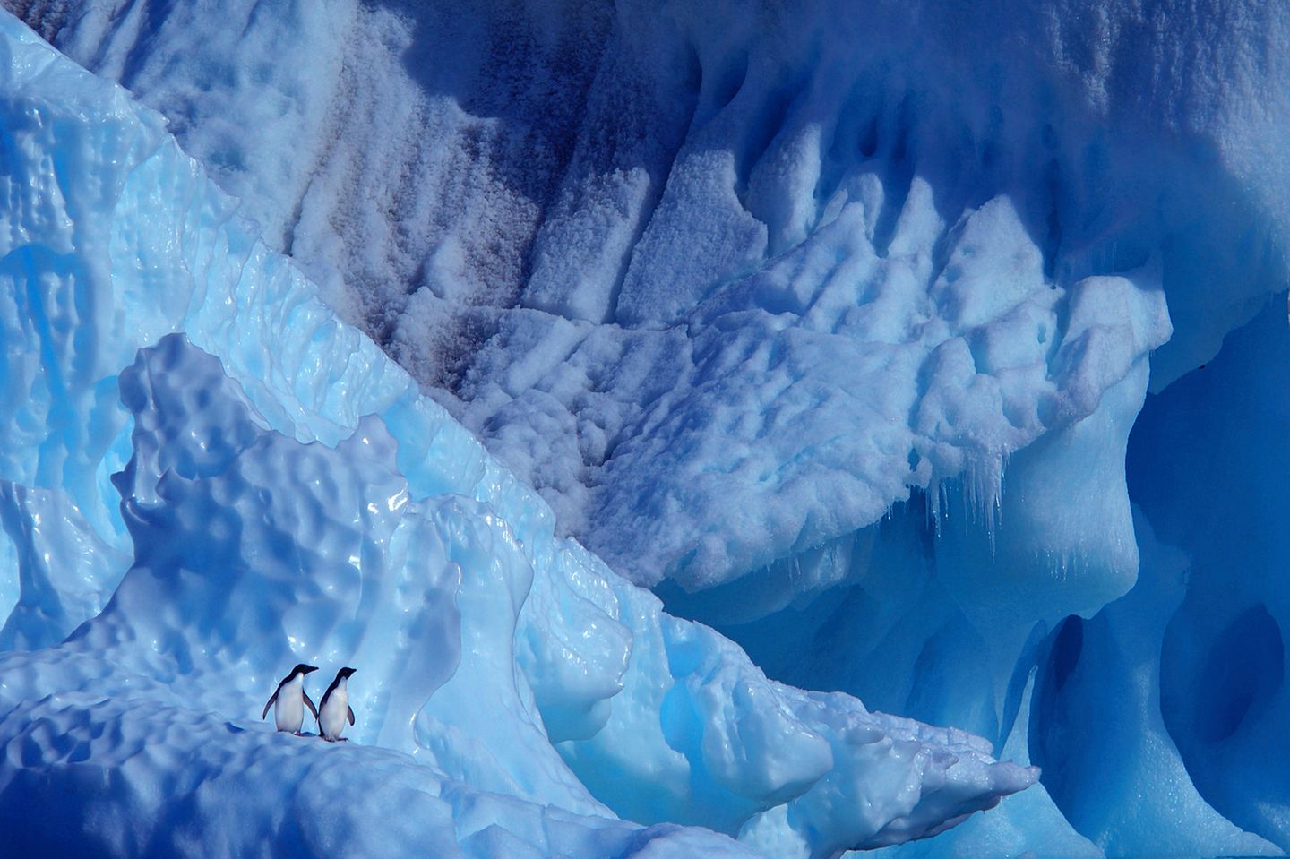3. Platz: Seite an Seite in einer Welt aus Eis Zwei Adelie-Pinguine in der Antarktis