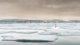 Eisbär in Spitzbergen